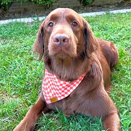 Photo of Bentley