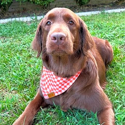 Photo of Bentley