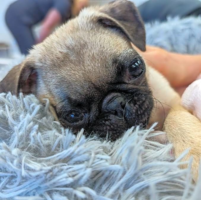 Photo of Lila