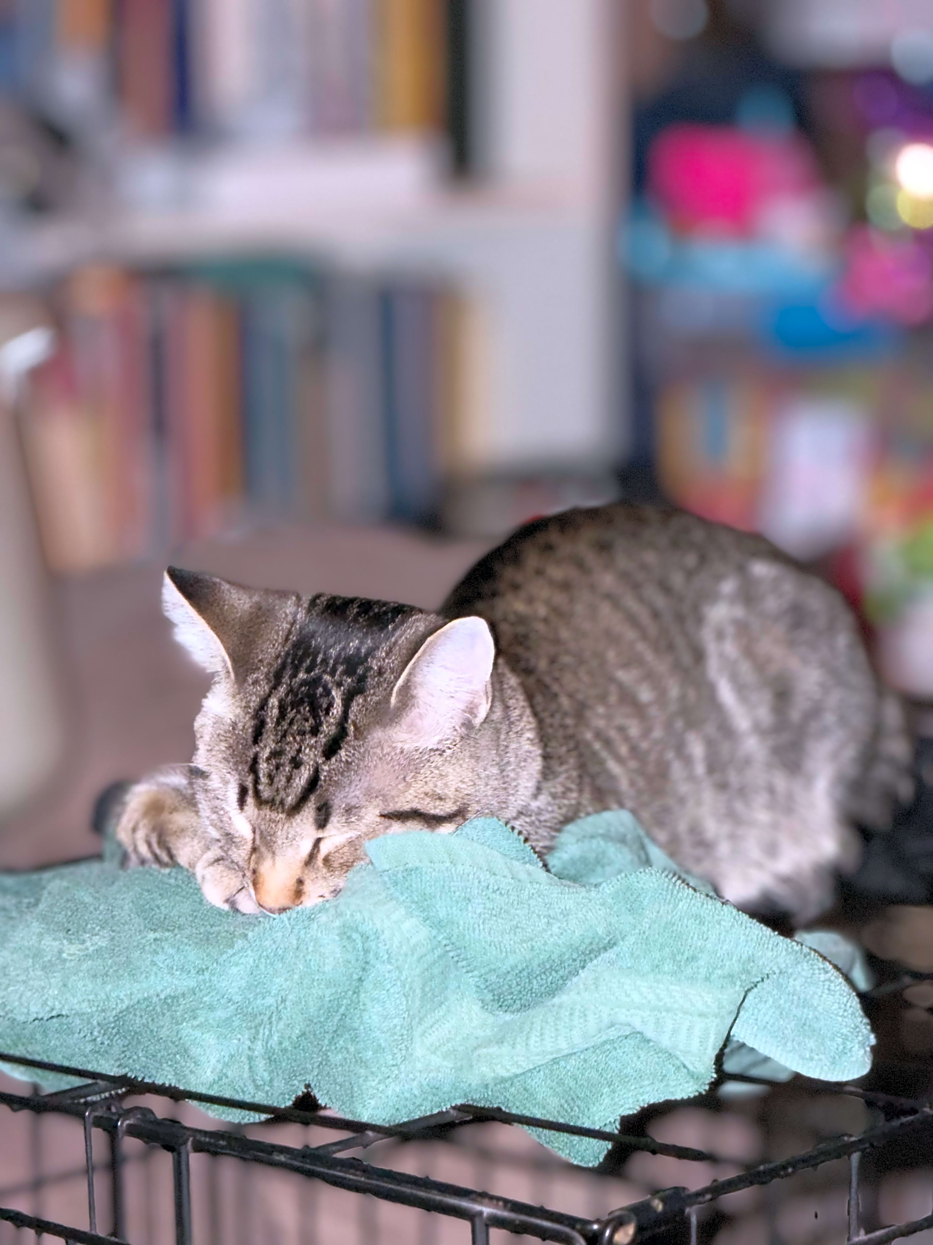 Photo of Muffler