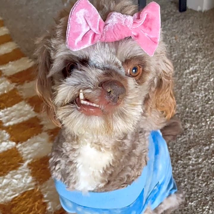 Photo of Delilah