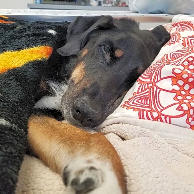 Photo of Buddy