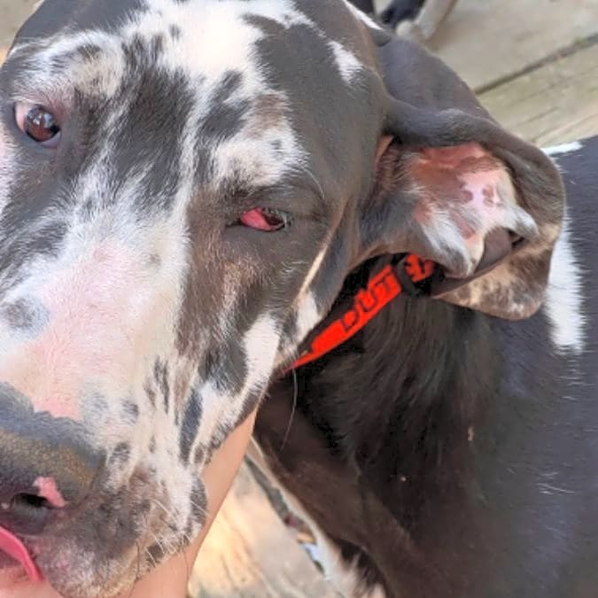 Photo of Dutchess