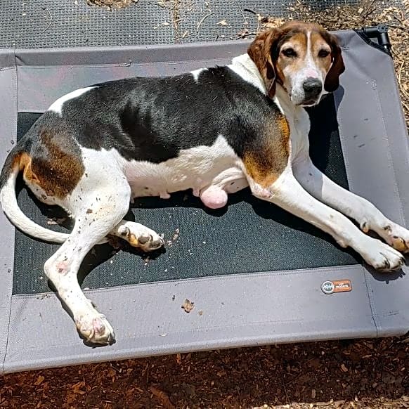 Photo of Lacey