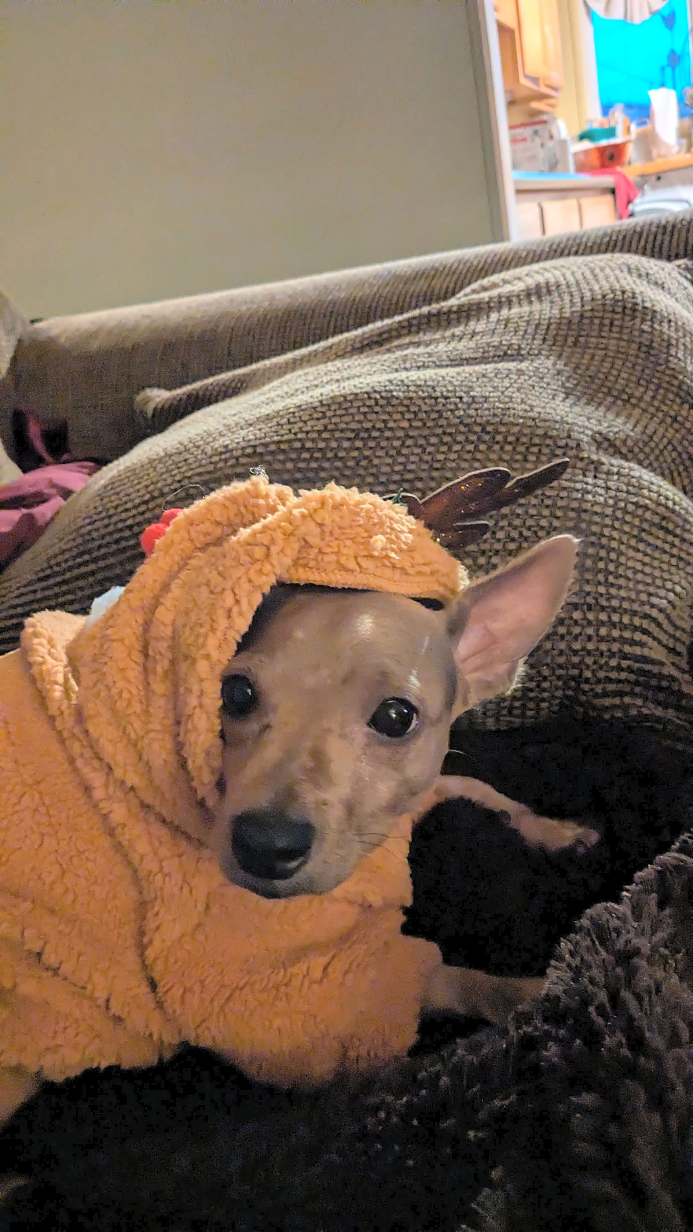 Photo of Cookie