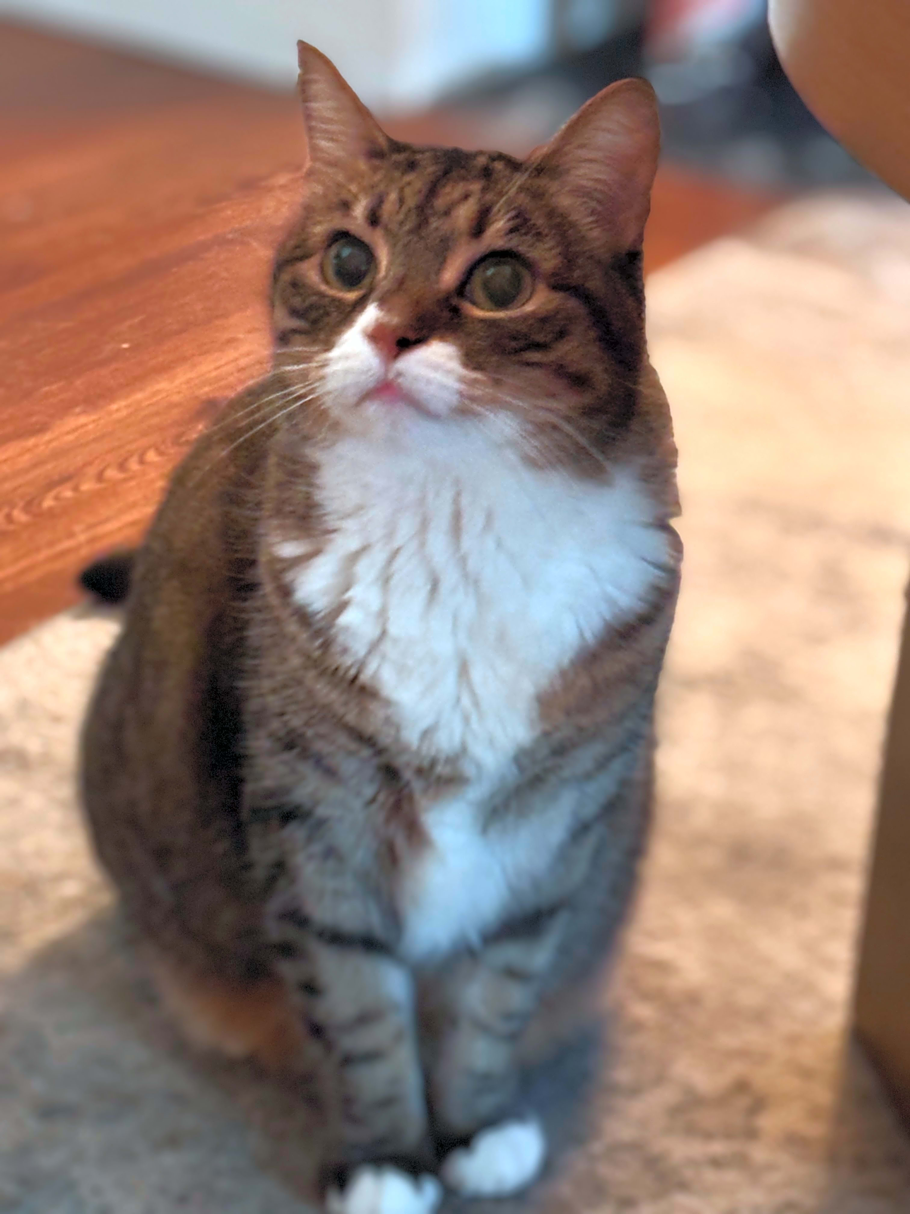 Photo of Mrs.Kitty