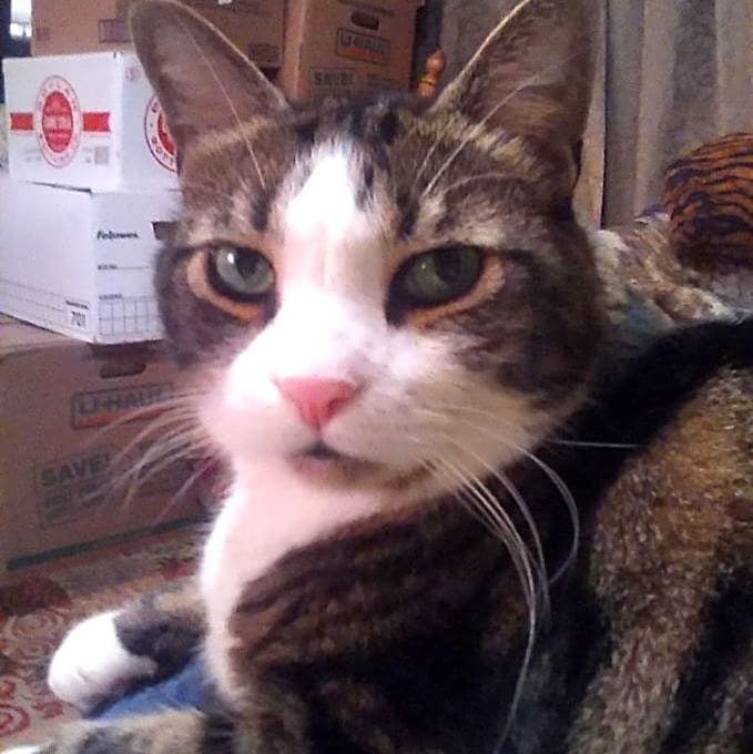 Photo of Peanut