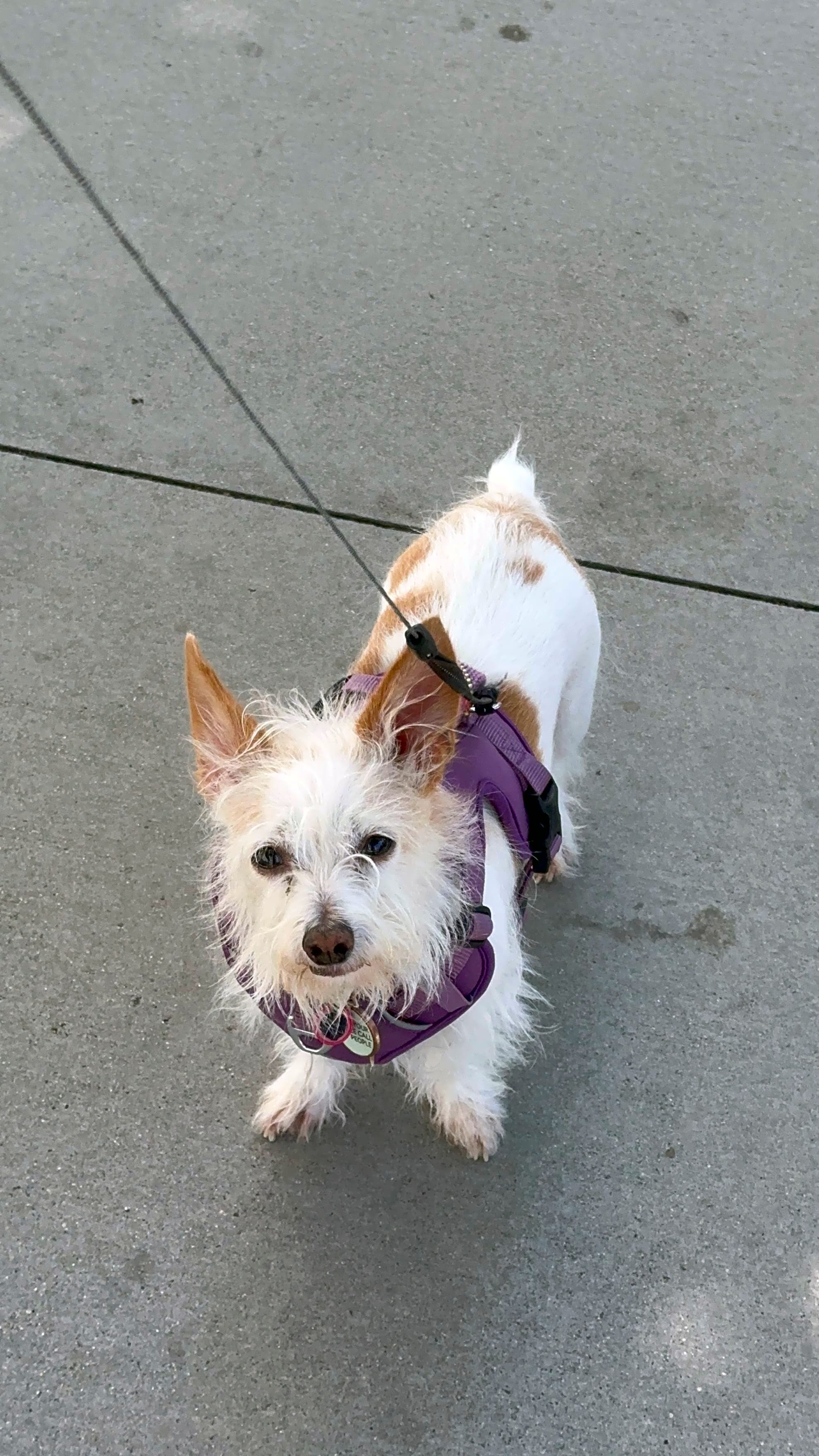 Photo of Piper