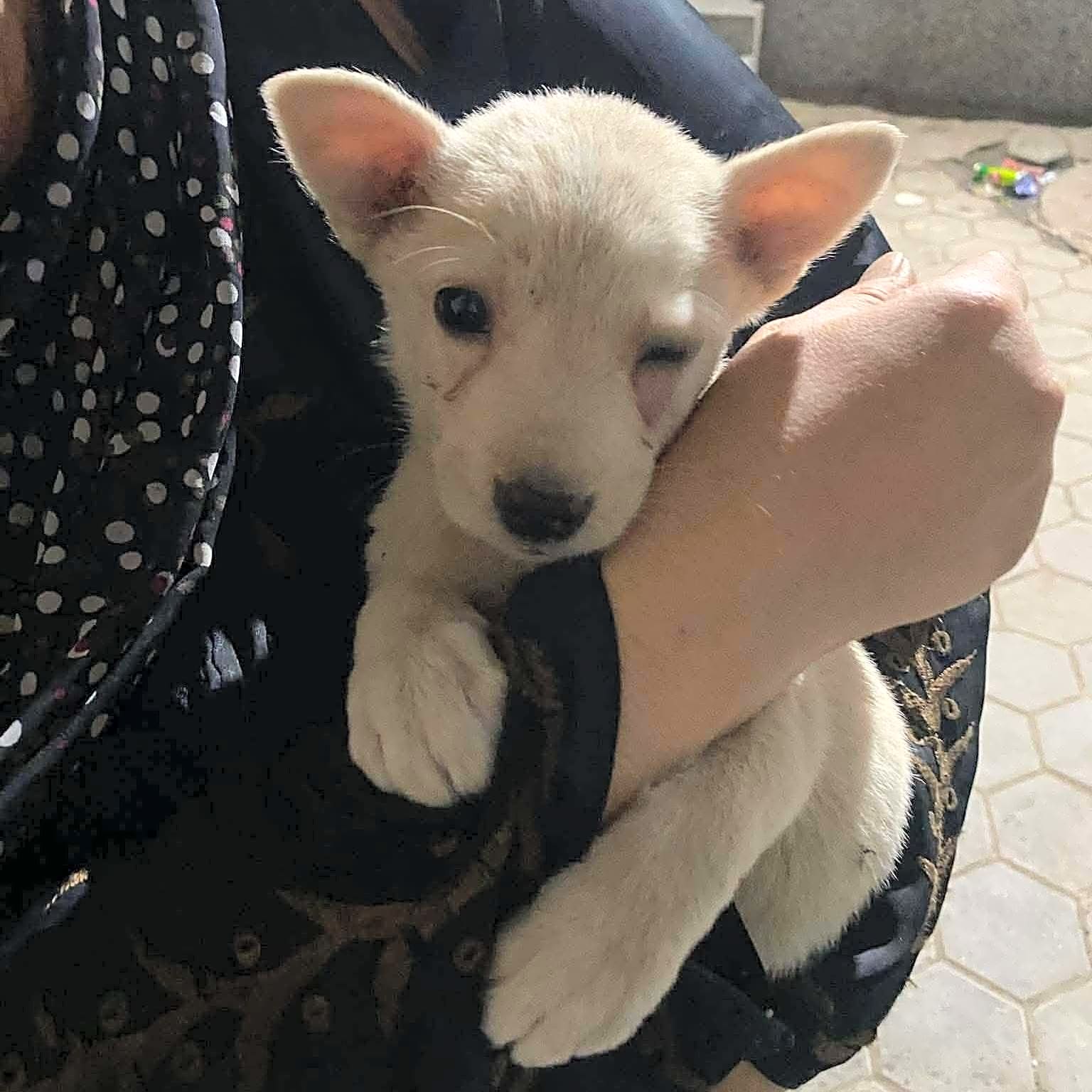 Photo of Skipper