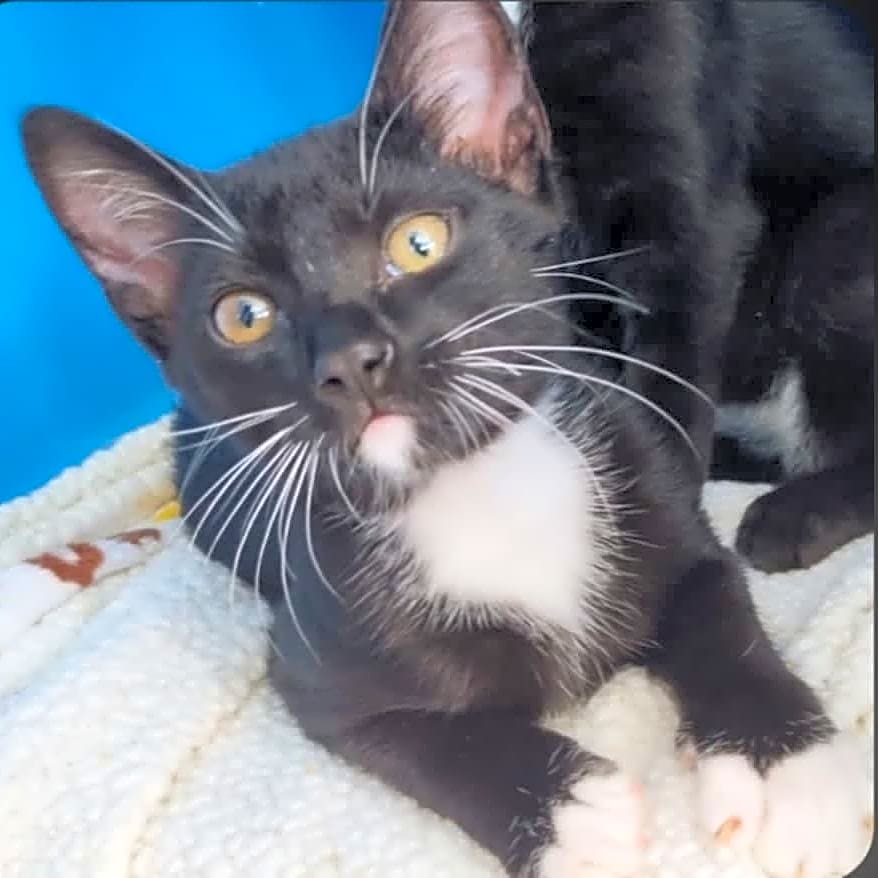 Photo of 4 Kittens