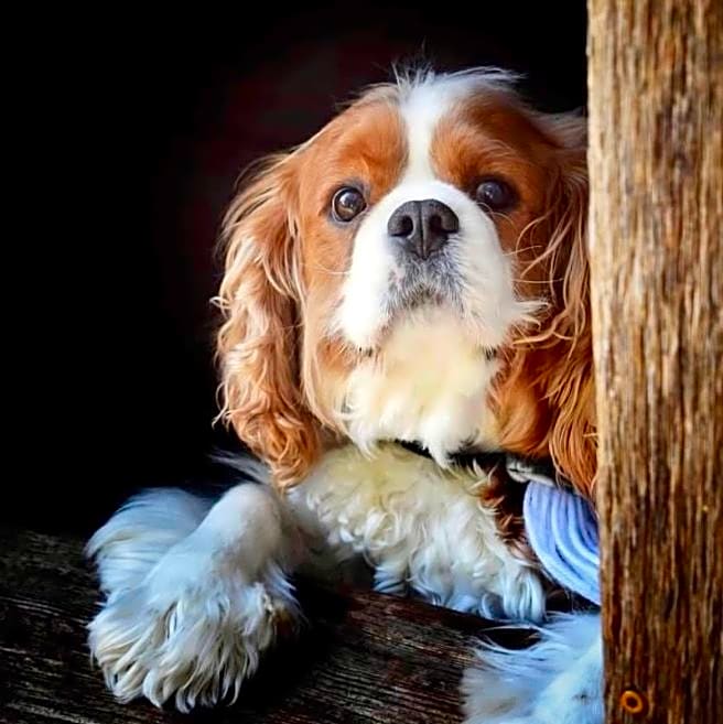 Photo of Teddy