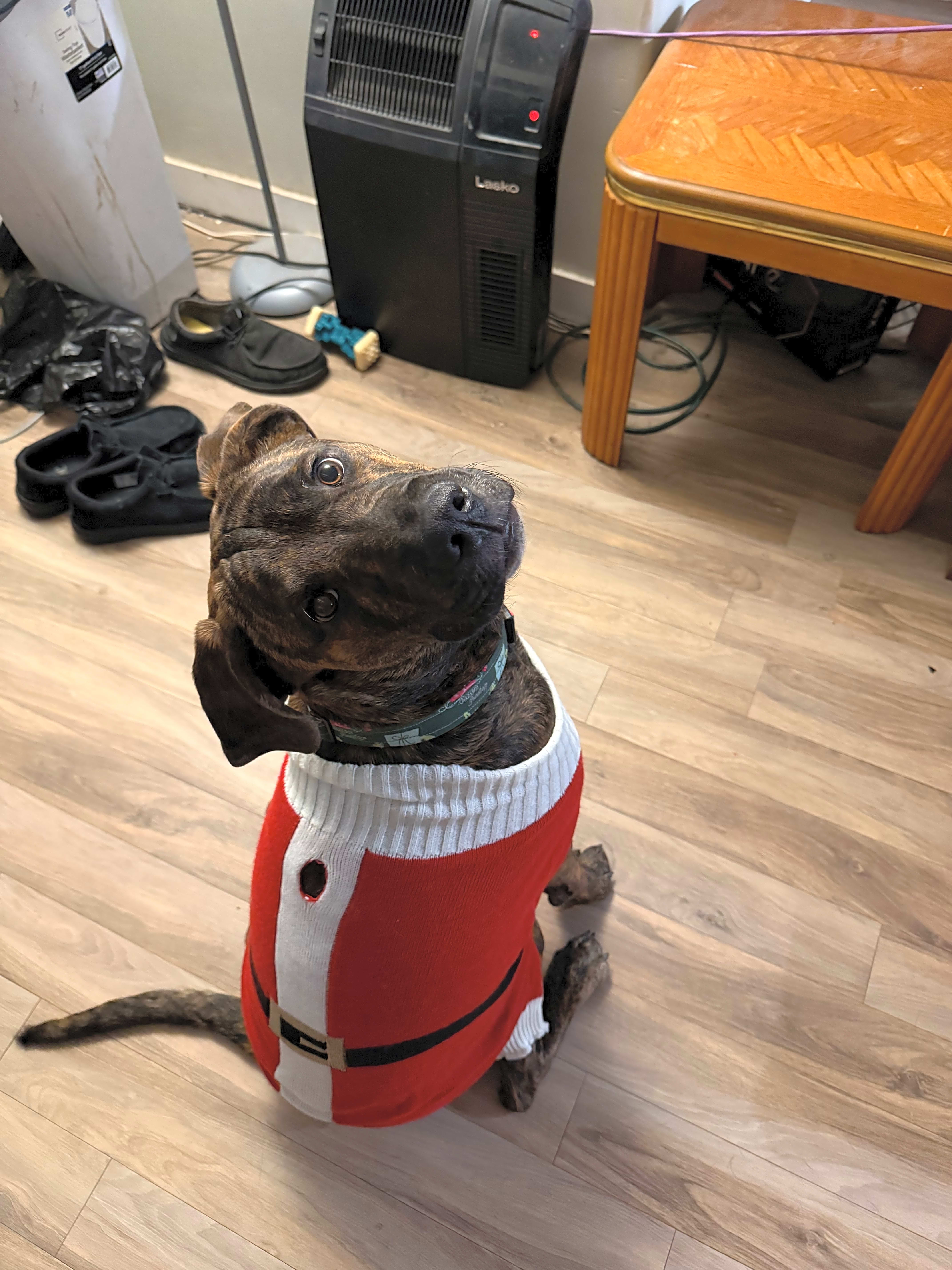 Photo of Nova