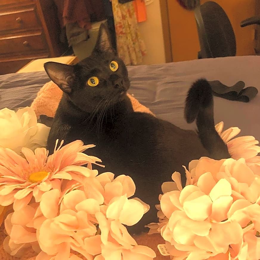 Photo of Bandit