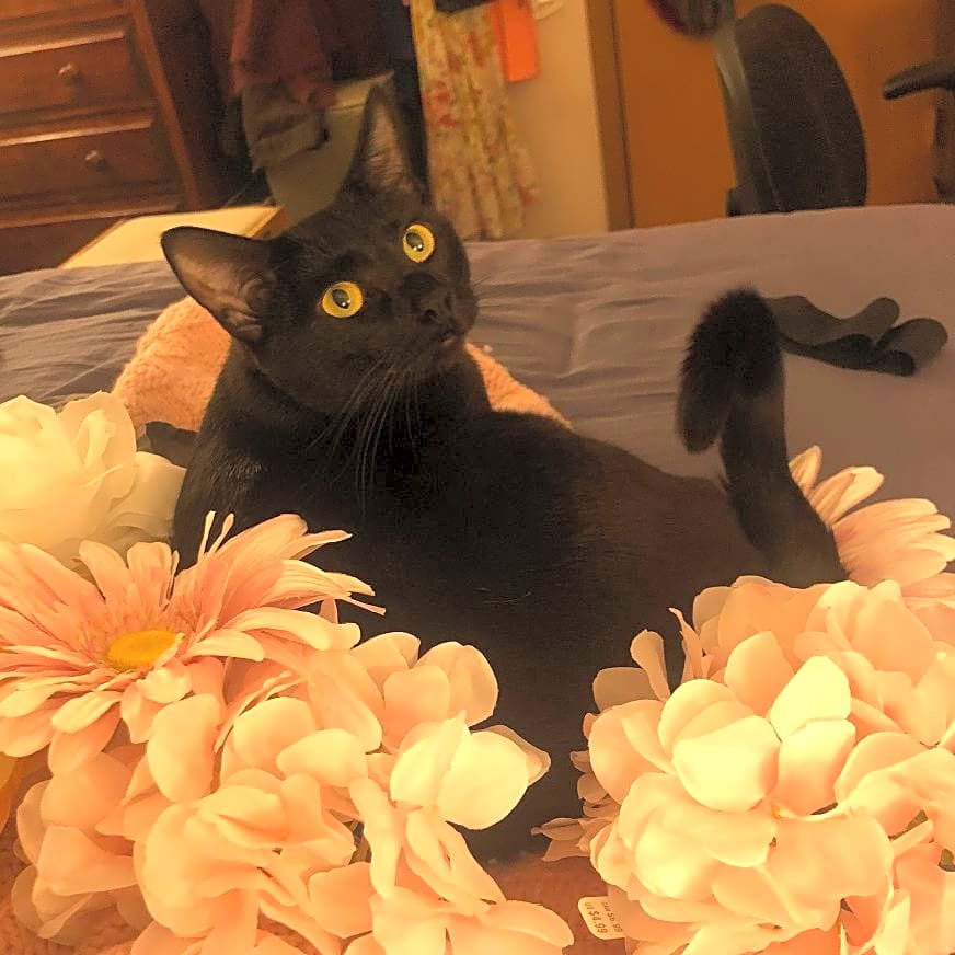 Photo of Bandit
