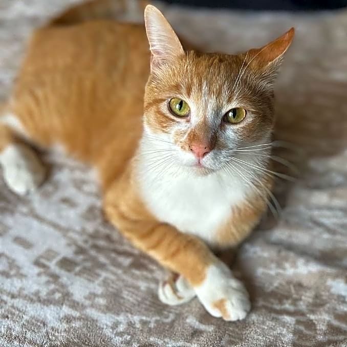 Photo of Carrot