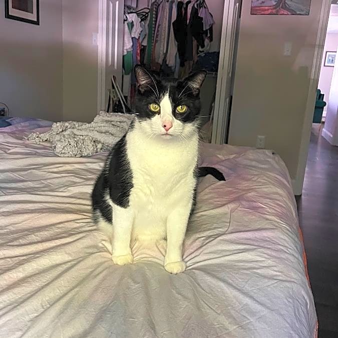 Photo of Oscar