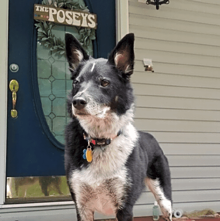 Photo of Ziggy