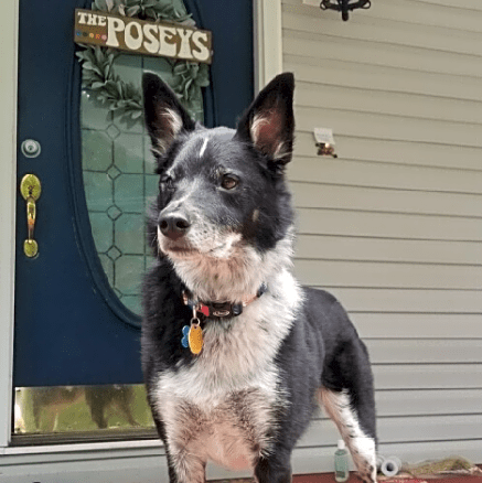 Photo of Ziggy