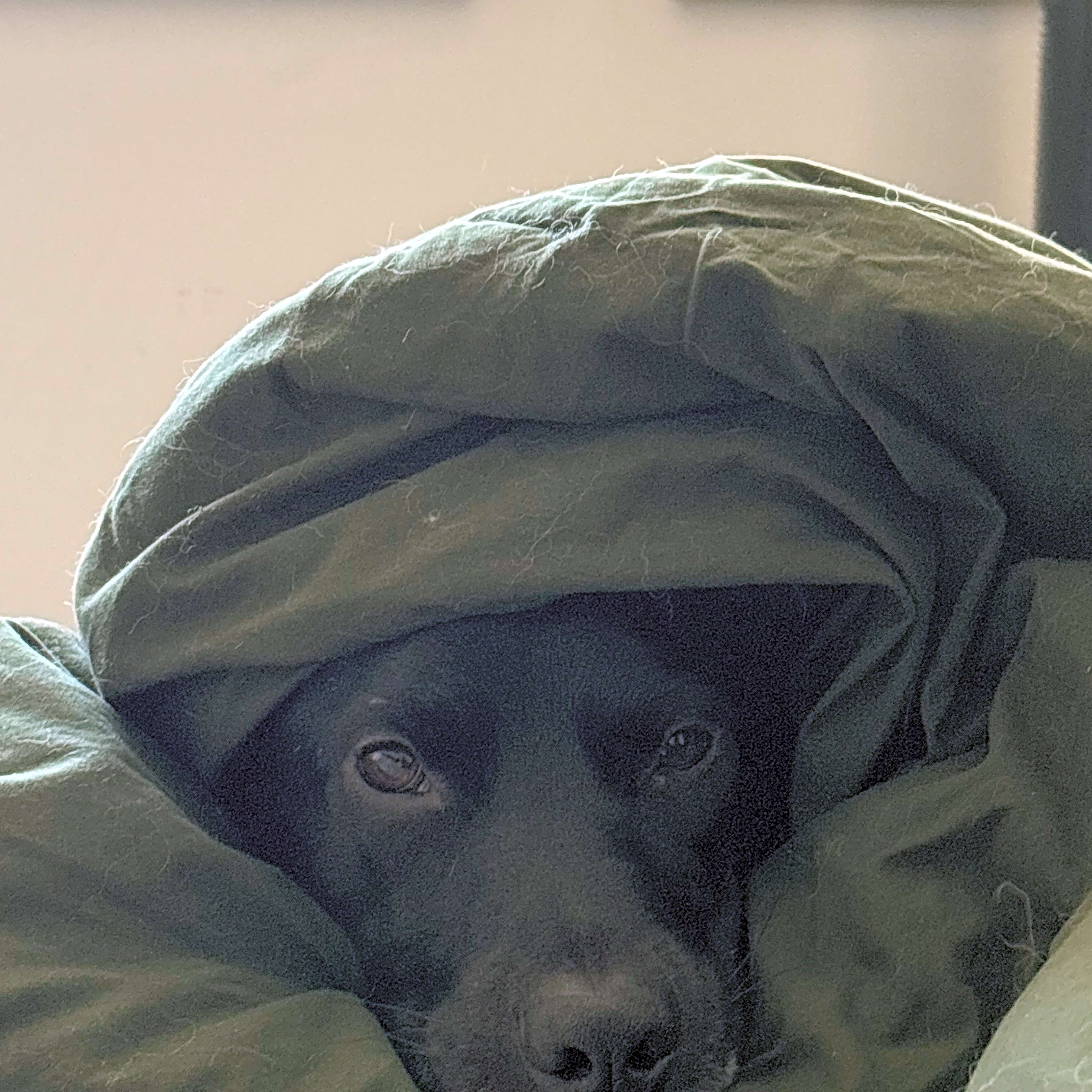 Photo of Tux