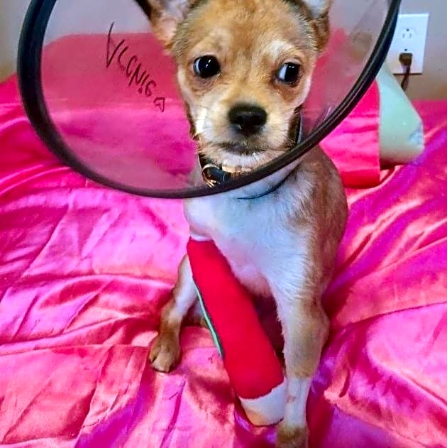 Photo of Archie