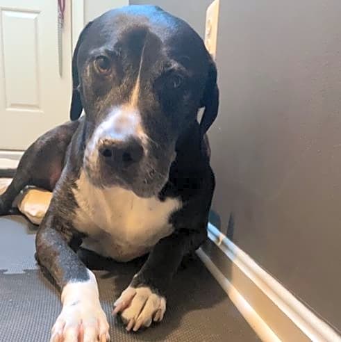 Photo of Echo
