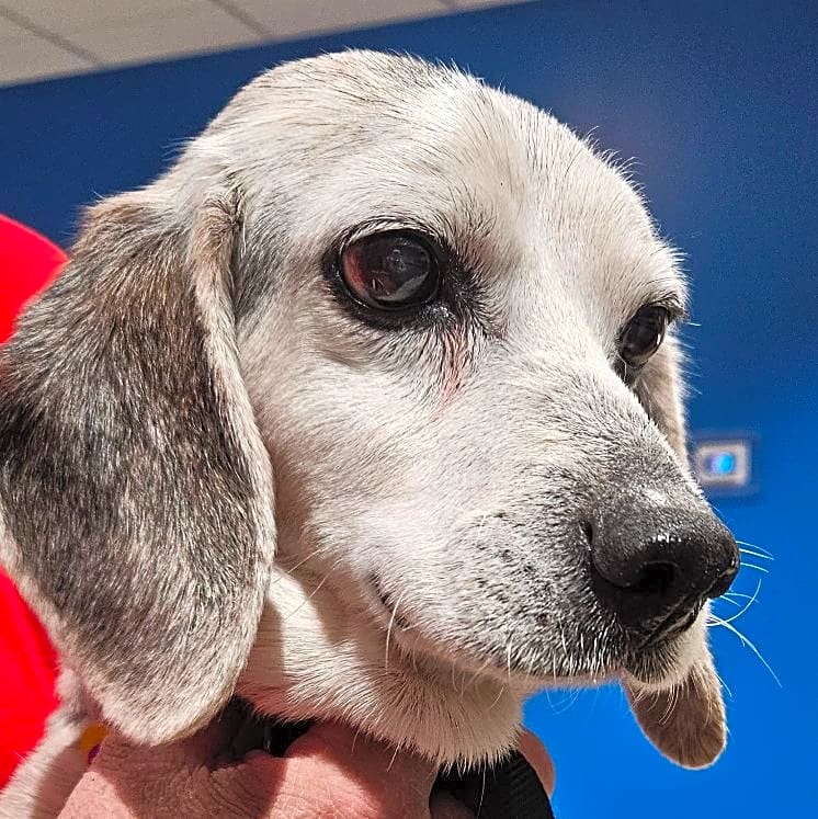 Photo of Petey