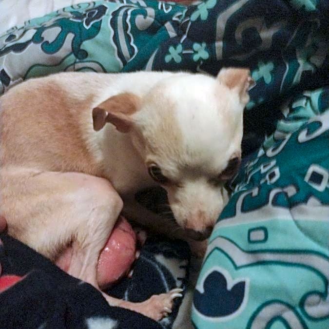 Photo of Cholo
