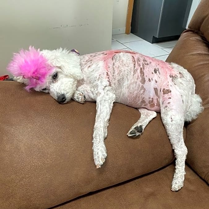 Photo of Luna