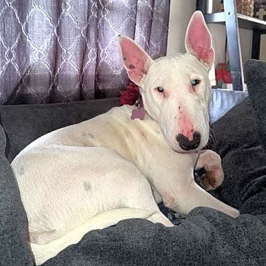 Photo of Roxy