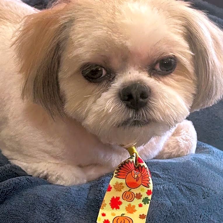 Photo of Chewy
