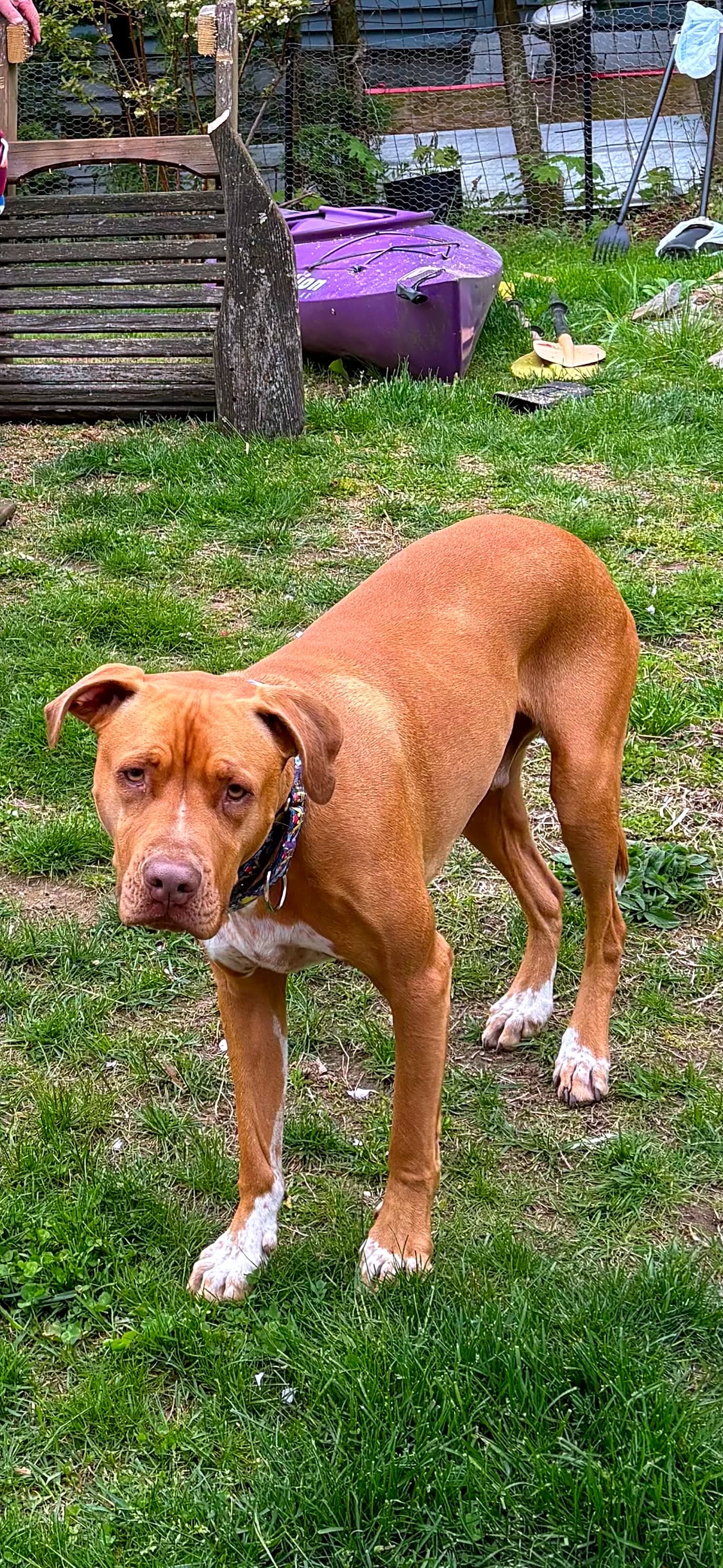 Photo of Dozer