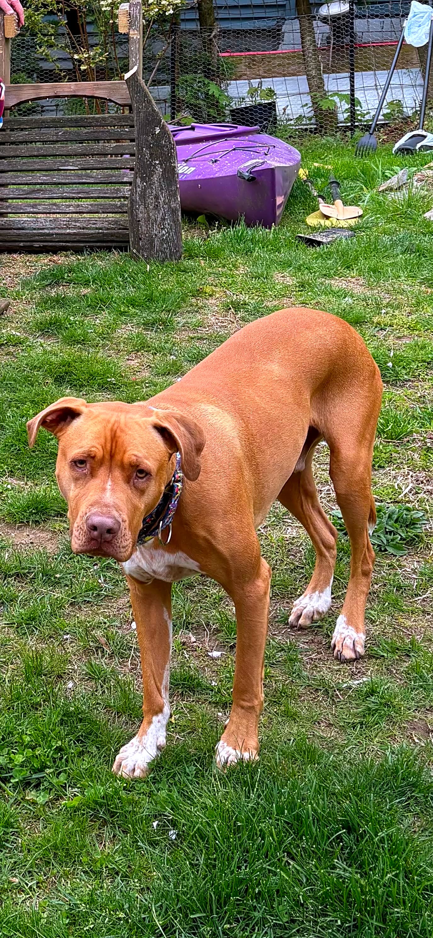 Photo of Dozer
