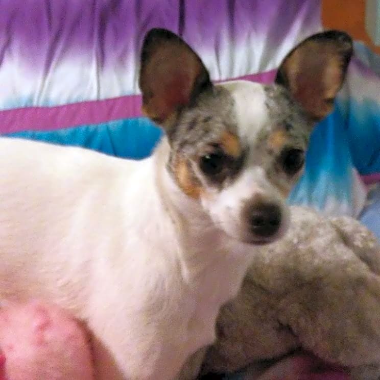 Photo of Sugar