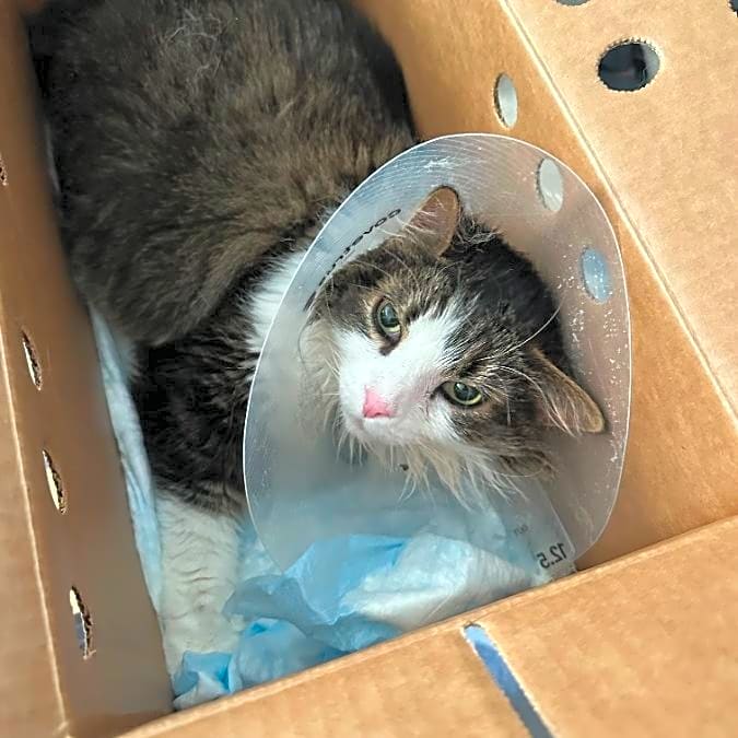 Photo of Patootie
