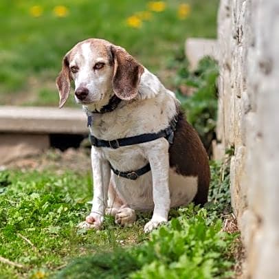 Photo of Louie