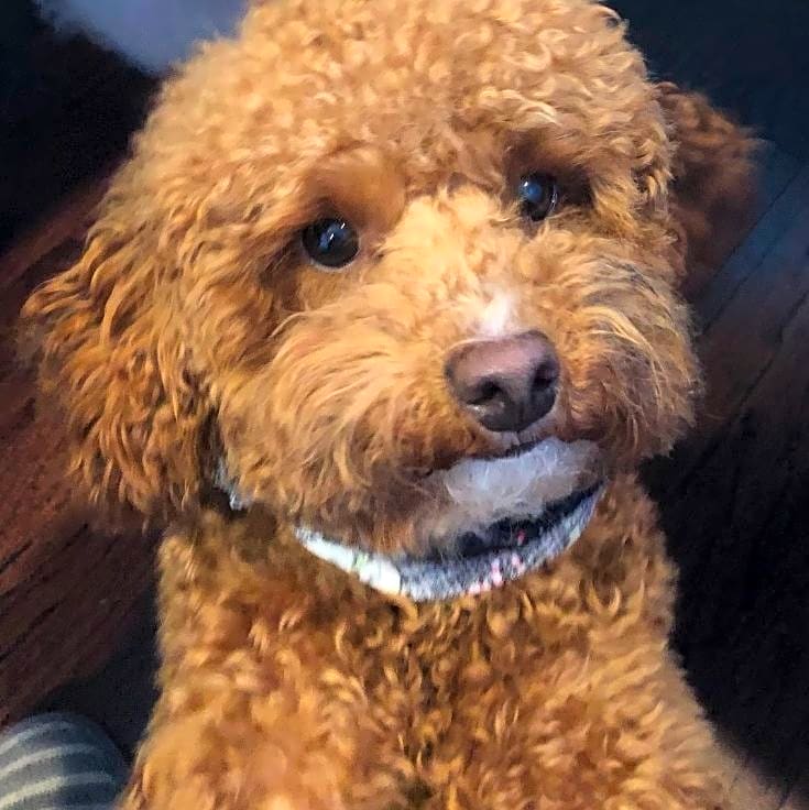 Photo of Tigger
