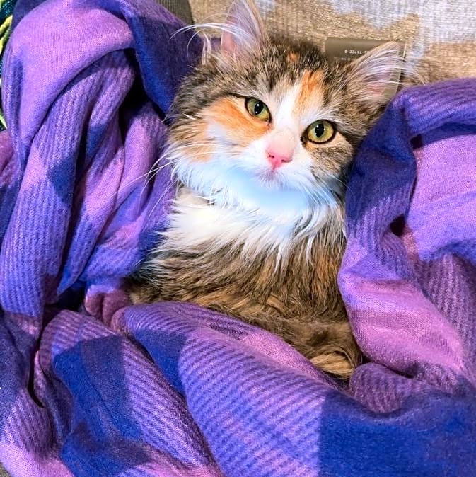 Photo of Fluffy