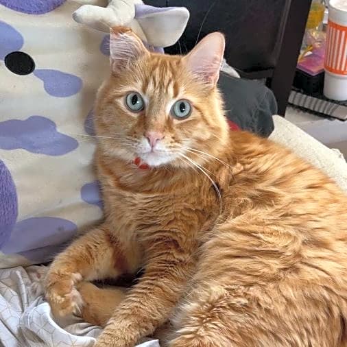 Photo of Topaz