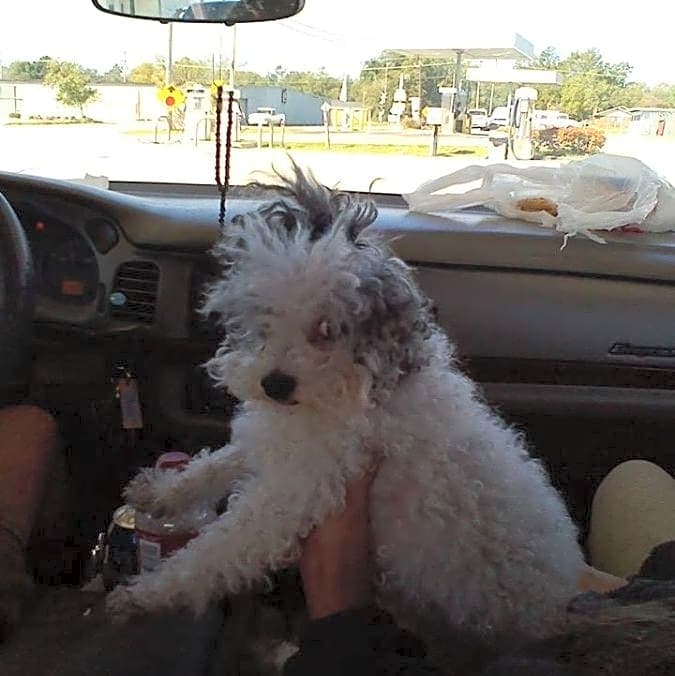 Photo of Ginger