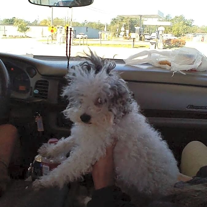 Photo of Ginger