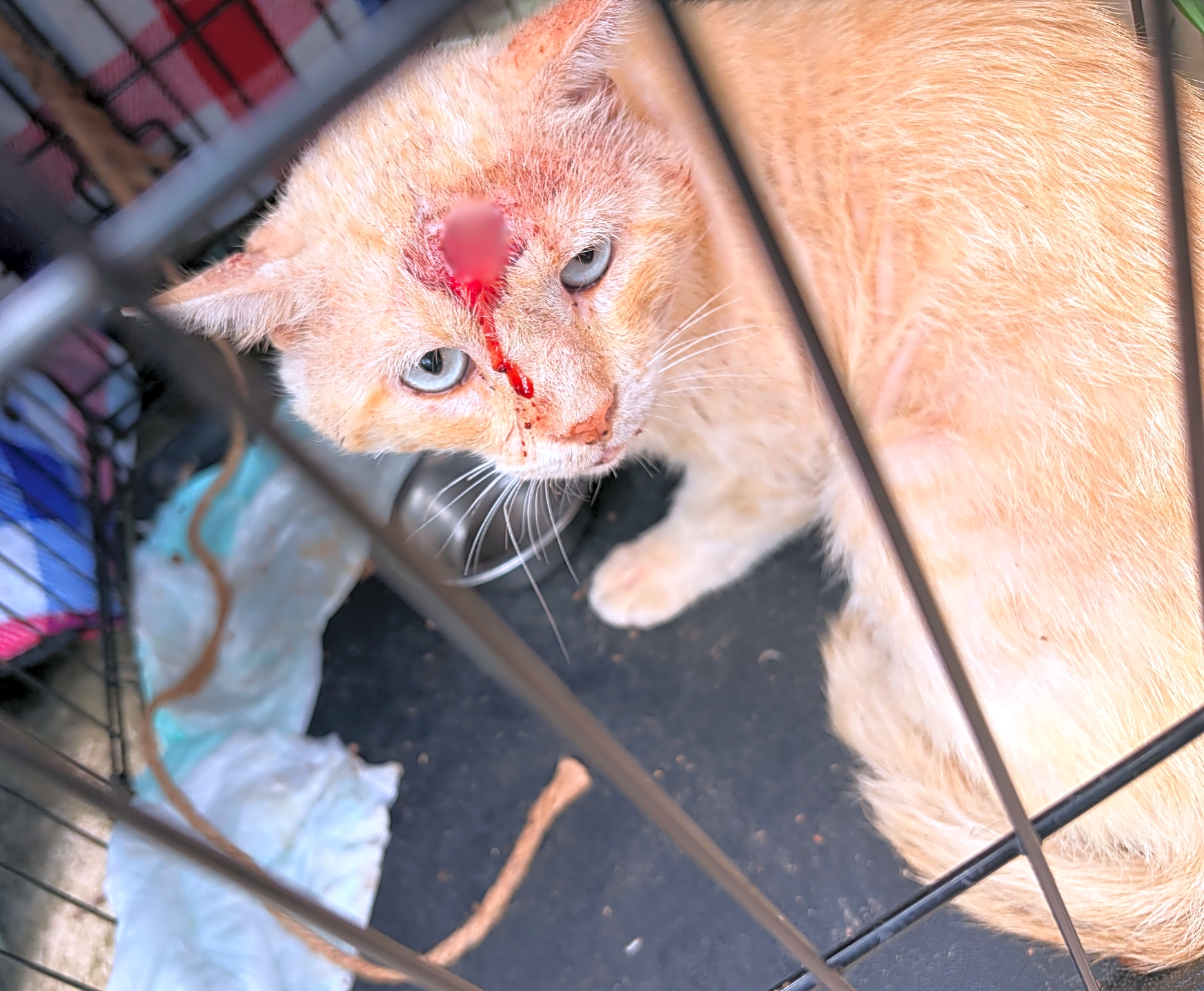 Photo of Orange