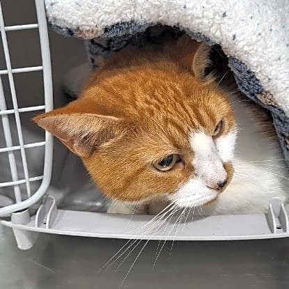 Photo of Pumpkin