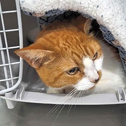 Photo of Pumpkin