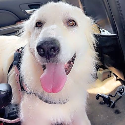 Photo of Luna