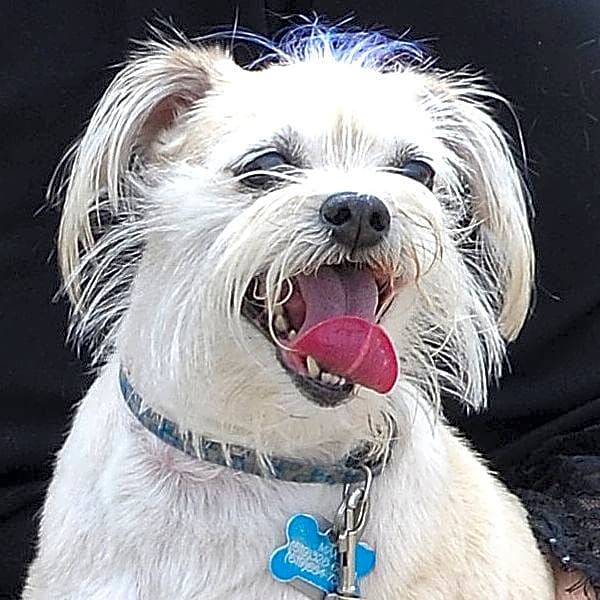 Photo of L'il Max