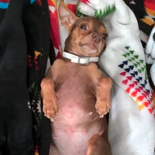 Photo of Penny (tiny)