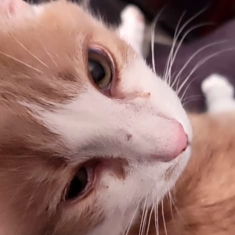 Photo of Rusty