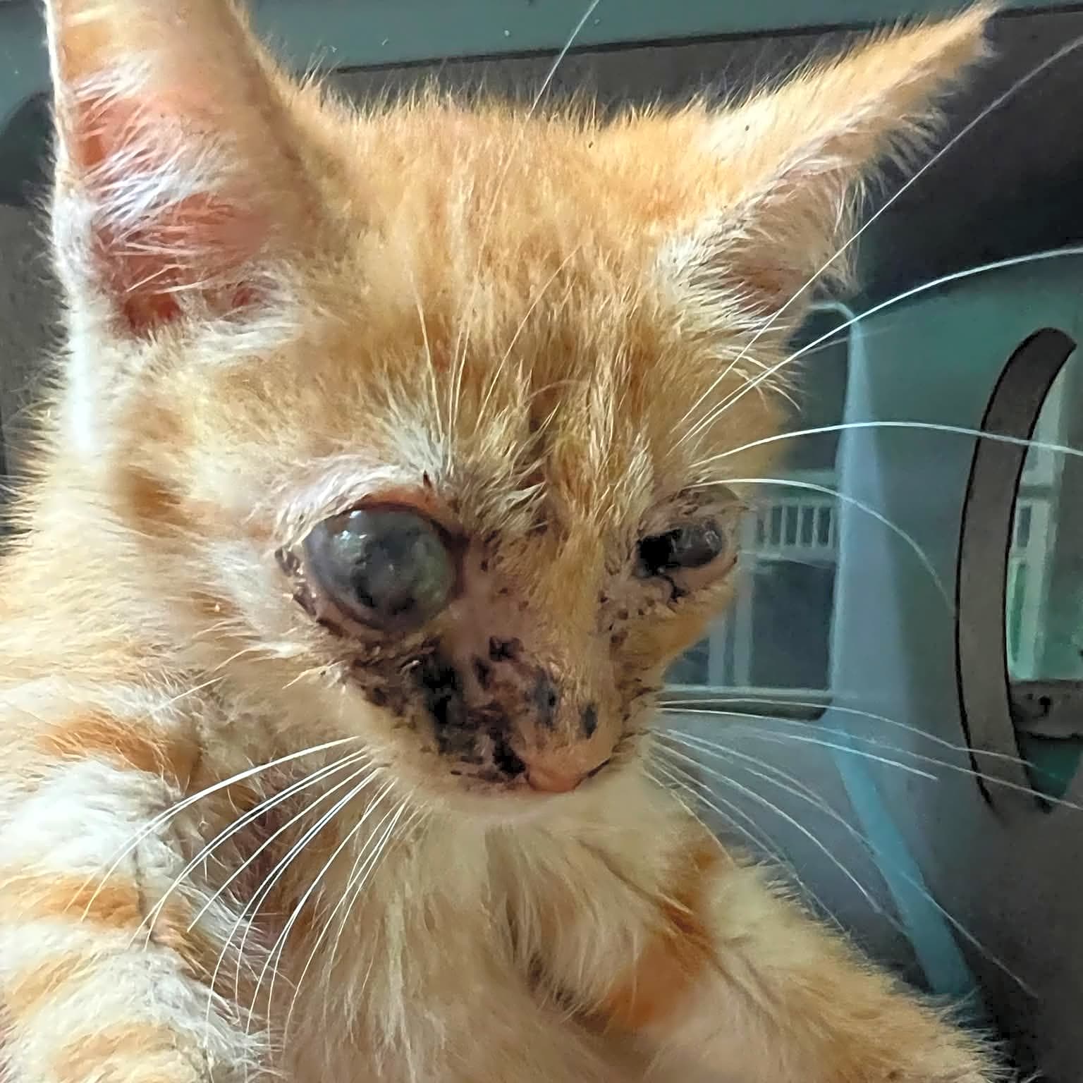 Photo of Cheddar