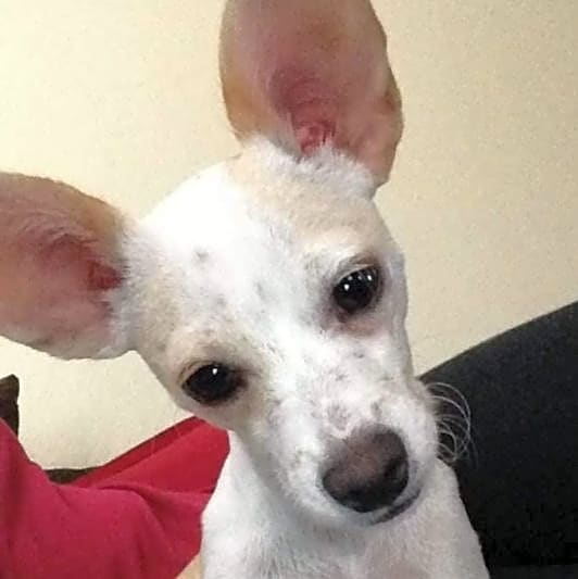 Photo of Molly