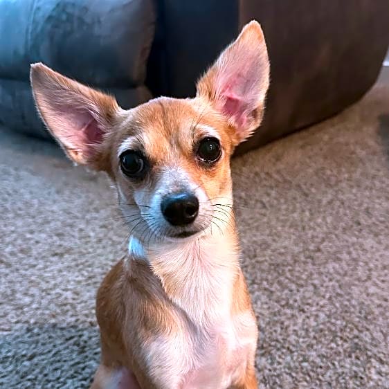 Photo of Mochi